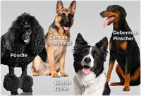 list of most intelligent dog breeds